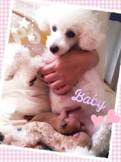 バニラ赤ちゃん.jpg